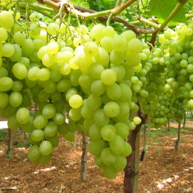 08f47283-b7dc-43d3-8d67-44c031979f68